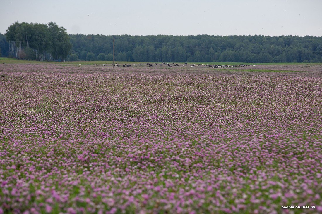 Альтернатива лавандовому полю нашлась в Могилевской области — поле с цветущим клевером. Видели такое?
