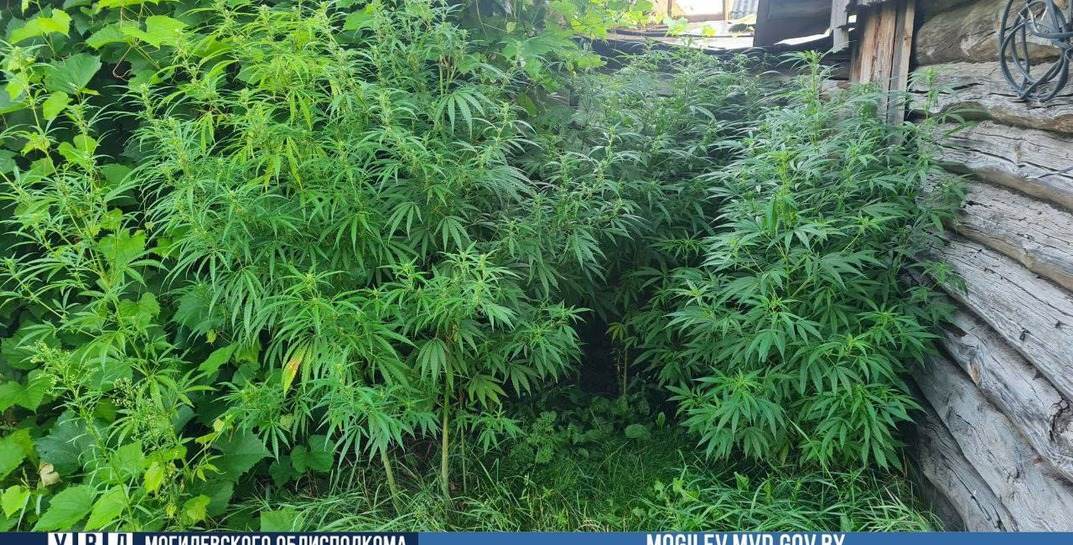 В Быховском районе мужчина вырастил во дворе своего дома более двух десятков кустов конопли
