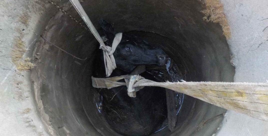 В Бобруйском районе корова провалилась в колодец — на помощь пришли спасатели