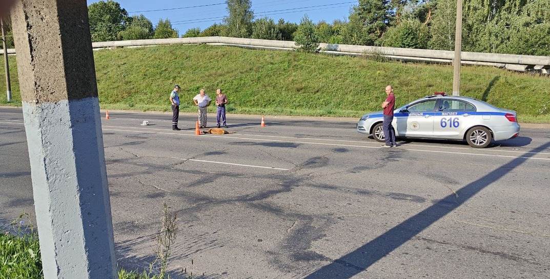 В Могилеве автомобиль сбил косулю