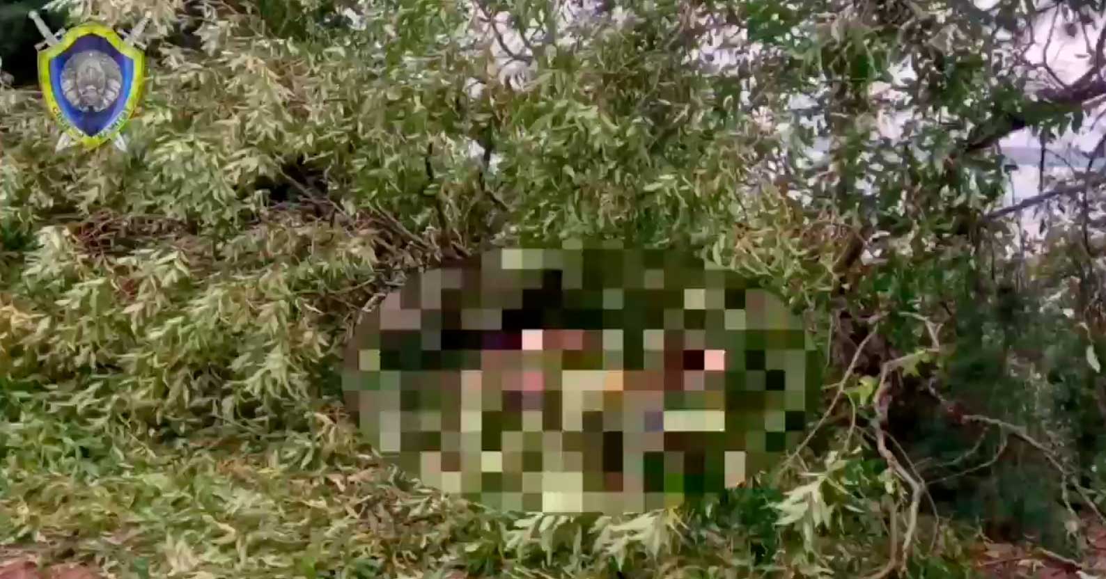 В Минской области во время непогоды вырванное порывом ветра дерево убило мужчину