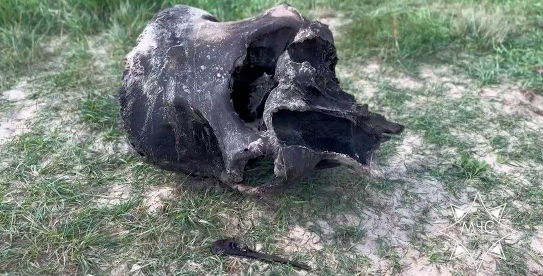 В реке на Гомельщине спасатели нашли останки огромного мамонта возрастом свыше 20 тыс. лет