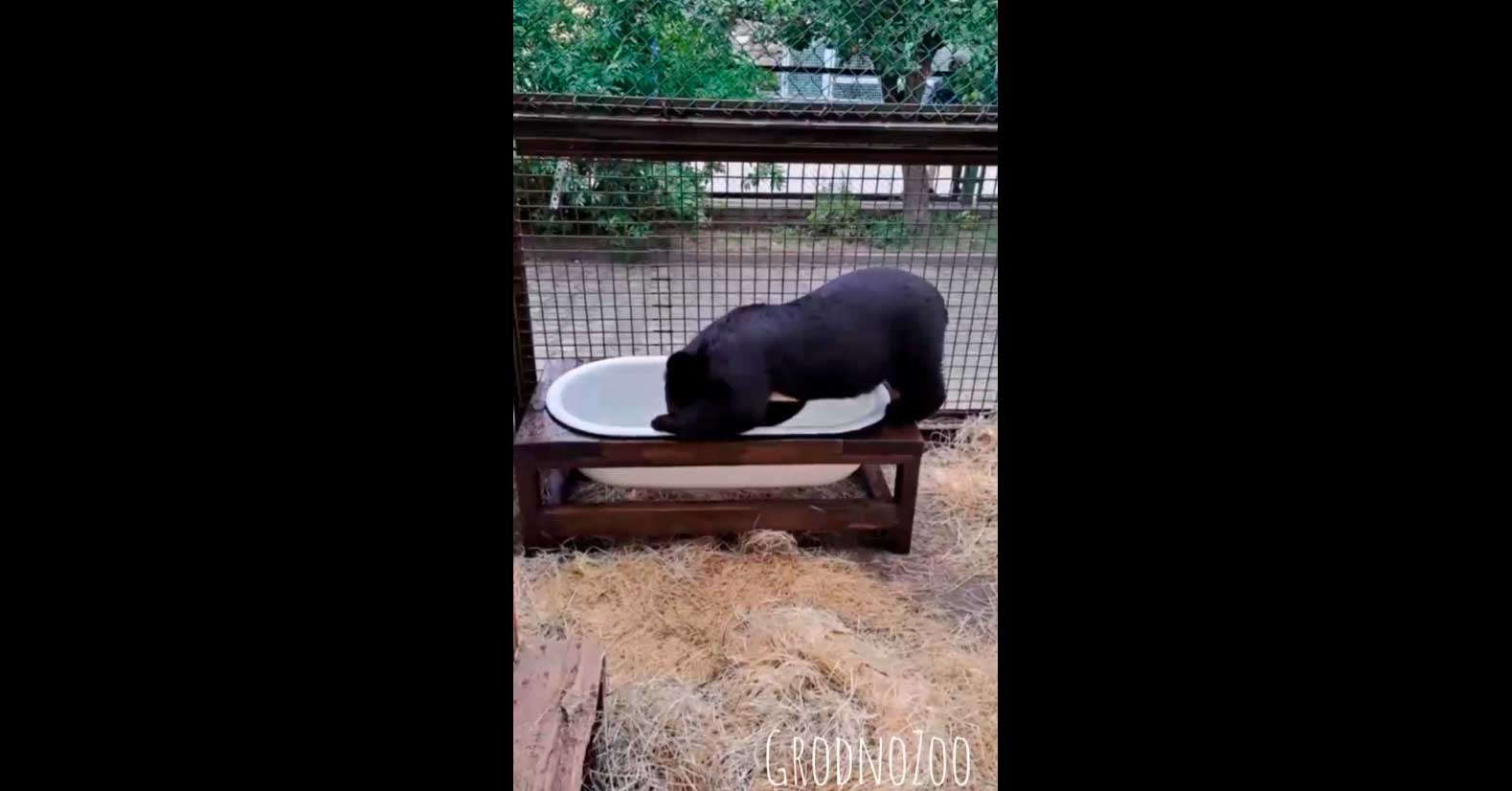 В Гродно гималайским медвежатам сделали ванну. Посмотрите, как забавно они в ней барахтаются