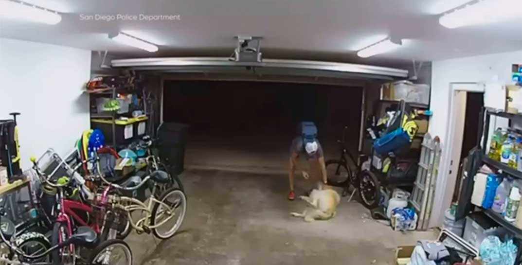 В Сан-Диего грабителя задержала хозяйская собака. Посмотрите, как она это сделала — милее вы сегодня точно ничего не увидите