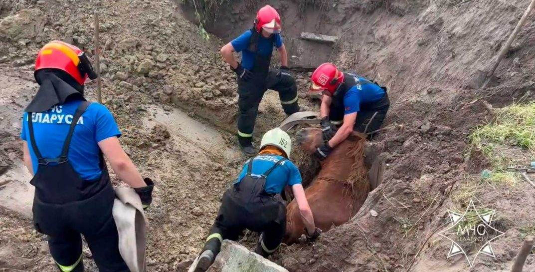 Посмотрите, как в Пружанском районе работники МЧС бережно спасали лошадь из колодца ❤️