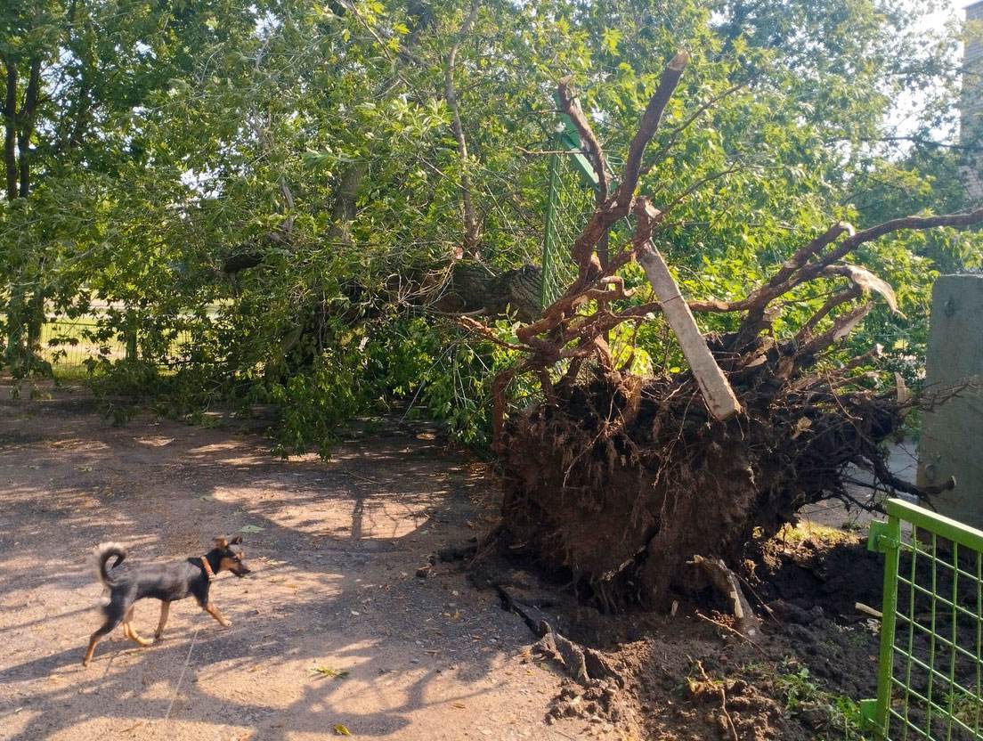 Вывернутые с корнем деревья и сломанные ограды — могилевчане делятся фотографиями последствий вчерашней грозы