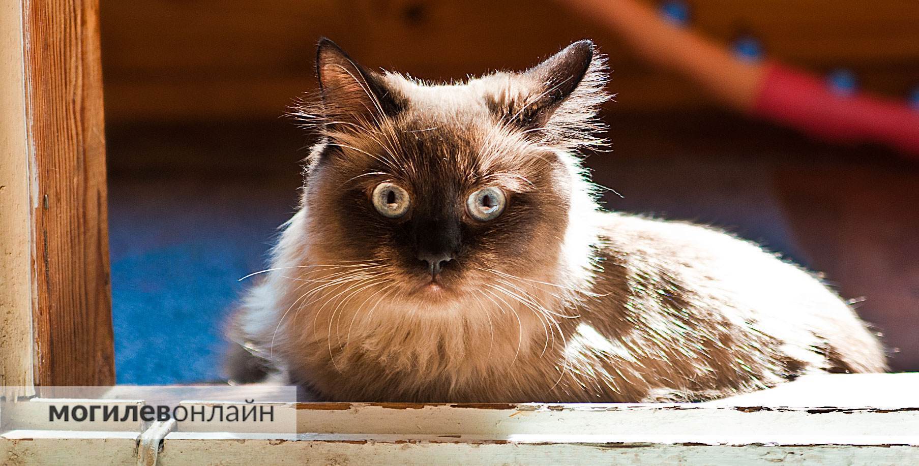 «Беларусбанк» предложил новую услугу — теперь там можно застраховать питомцев