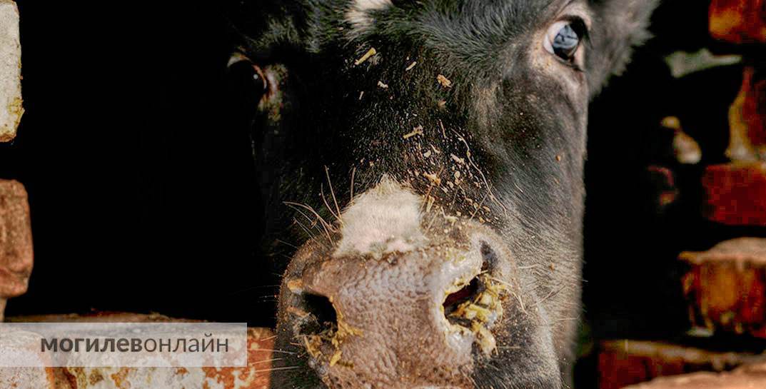 Голод, холод, болезни… Из-за антисанитарии на ферме в Климовичском районе погибло 21 животное