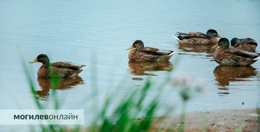 С 12 августа в Беларуси начинается сезон охоты на пернатых