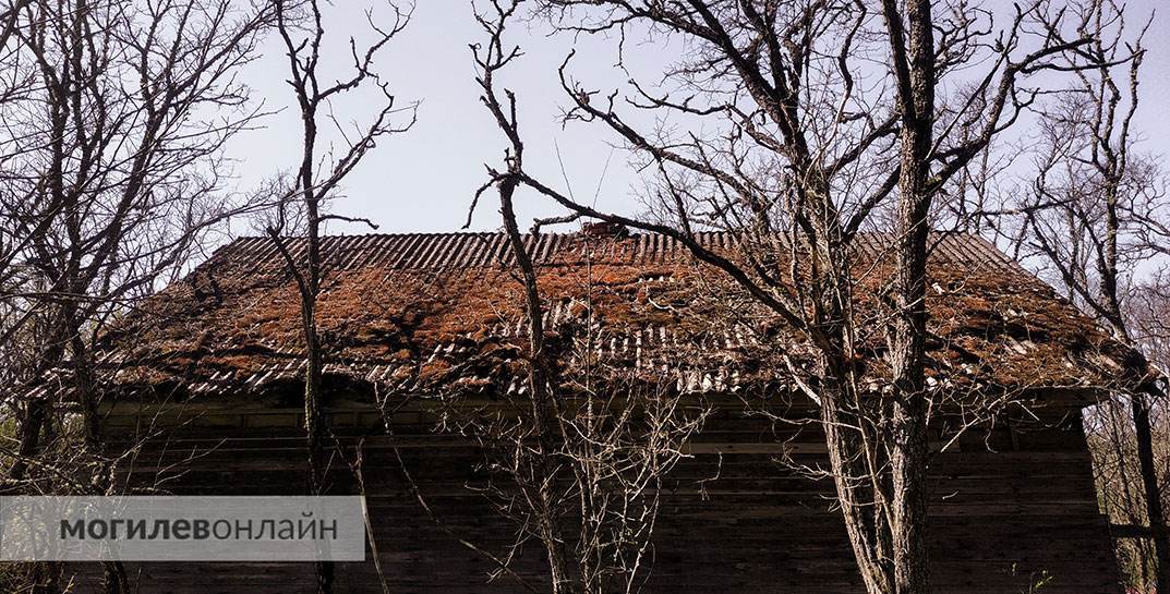 В деревне Могилевского района аварийные деревья вырубили только после вмешательства прокуратуры