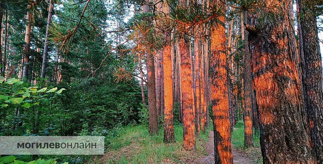 В 10 районах Могилевской области разрешили свободное посещение леса. Где именно?