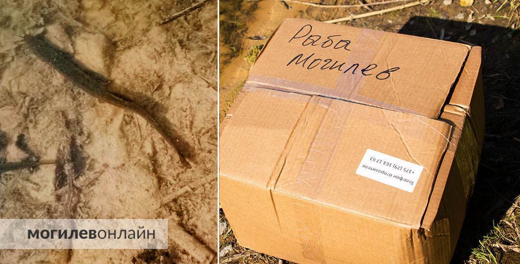 Кто-то рыбу из воды вытягивает, а кто-то ее туда специально выпускает — узнали, как зарыбить водоем и сколько это стоит
