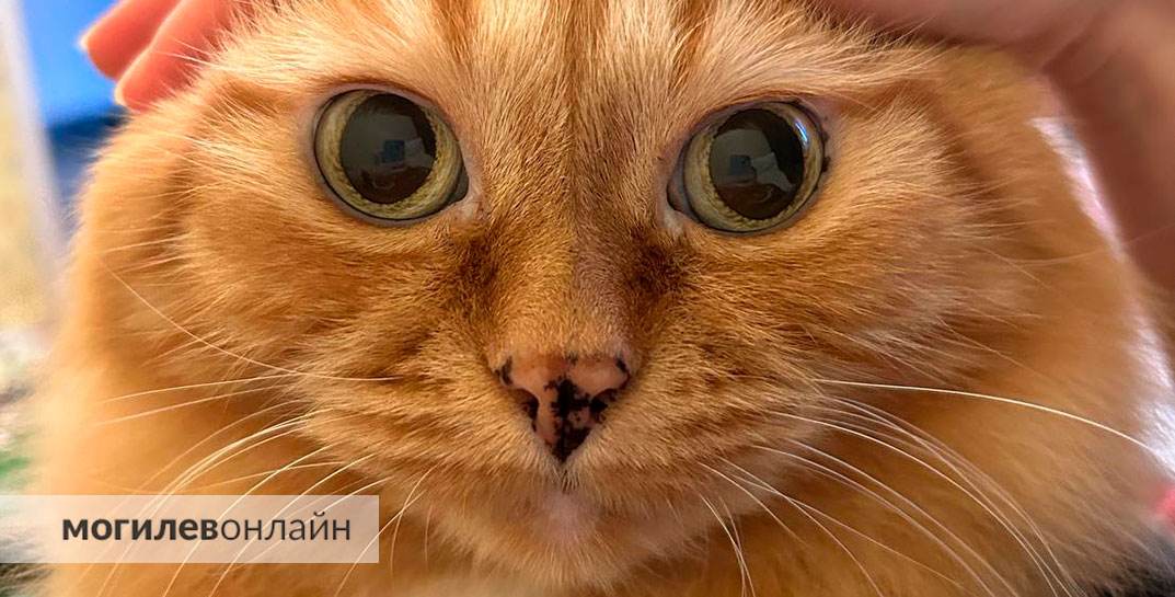 В День кота наши подписчики показали самых милых и любимых котеек. Эти мордочки никого не оставят равнодушными