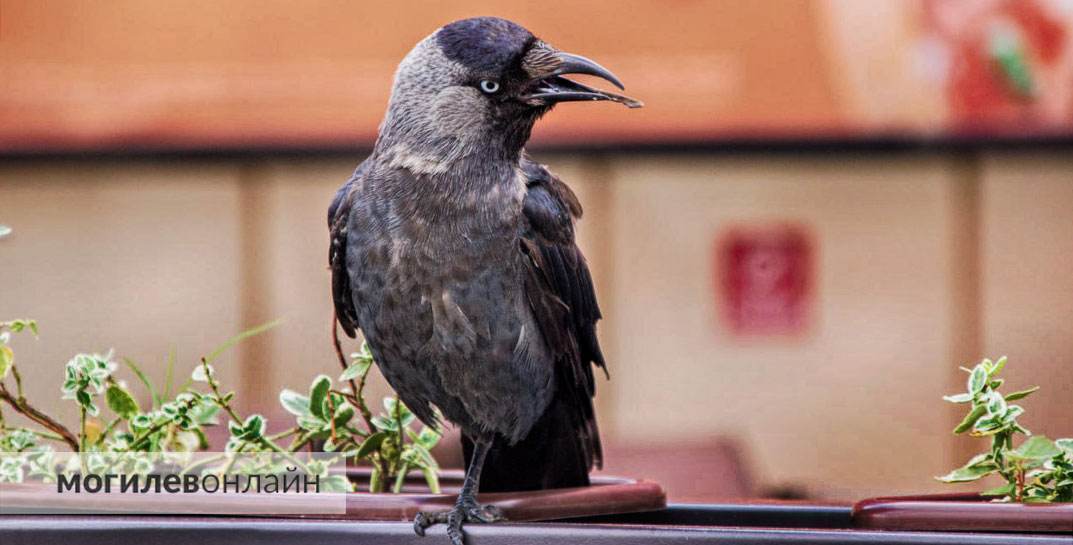 Сегодня героиня нашей рубрики «милота» — ручная галка, которая живет возле «Додо-Пицца» по проспекту Пушкина