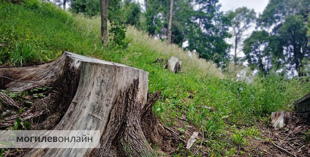 Парк Горького «лысеет» — деревья на склонах давно вырублены, остались только пни неприглядного вида. А где новая растительность?