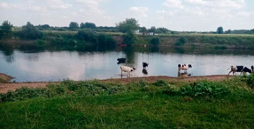Быховчанин, купаясь в Днепре, попал в водоворот и утонул