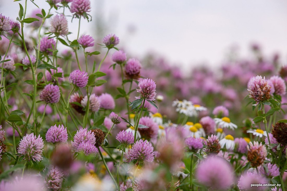 Альтернатива лавандовому полю нашлась в Могилевской области — поле с цветущим клевером. Видели такое?
