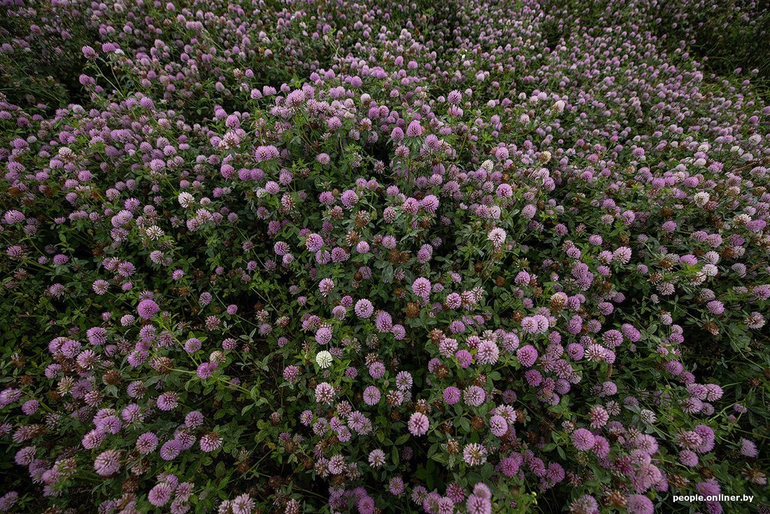 Альтернатива лавандовому полю нашлась в Могилевской области — поле с цветущим клевером. Видели такое?