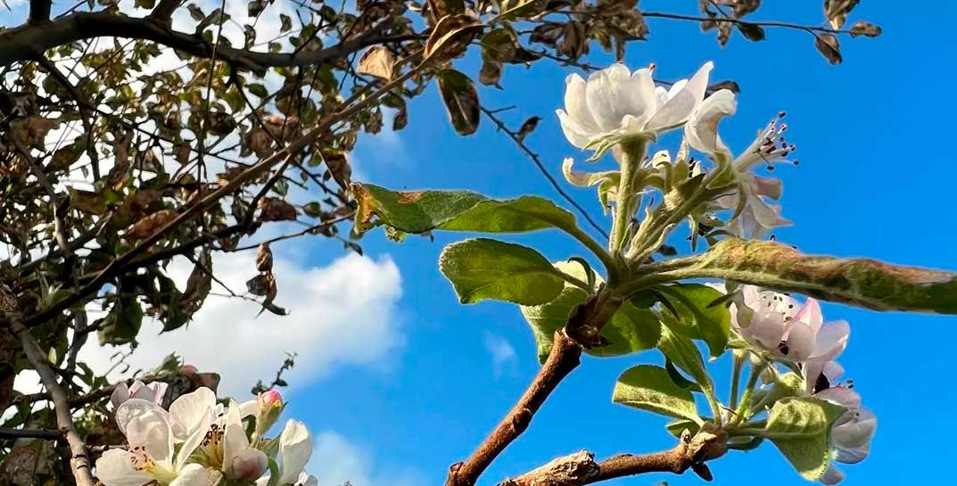 Аномальное лето продолжают осенние сюрпризы природы: в сентябре в Гродно зацвели яблони