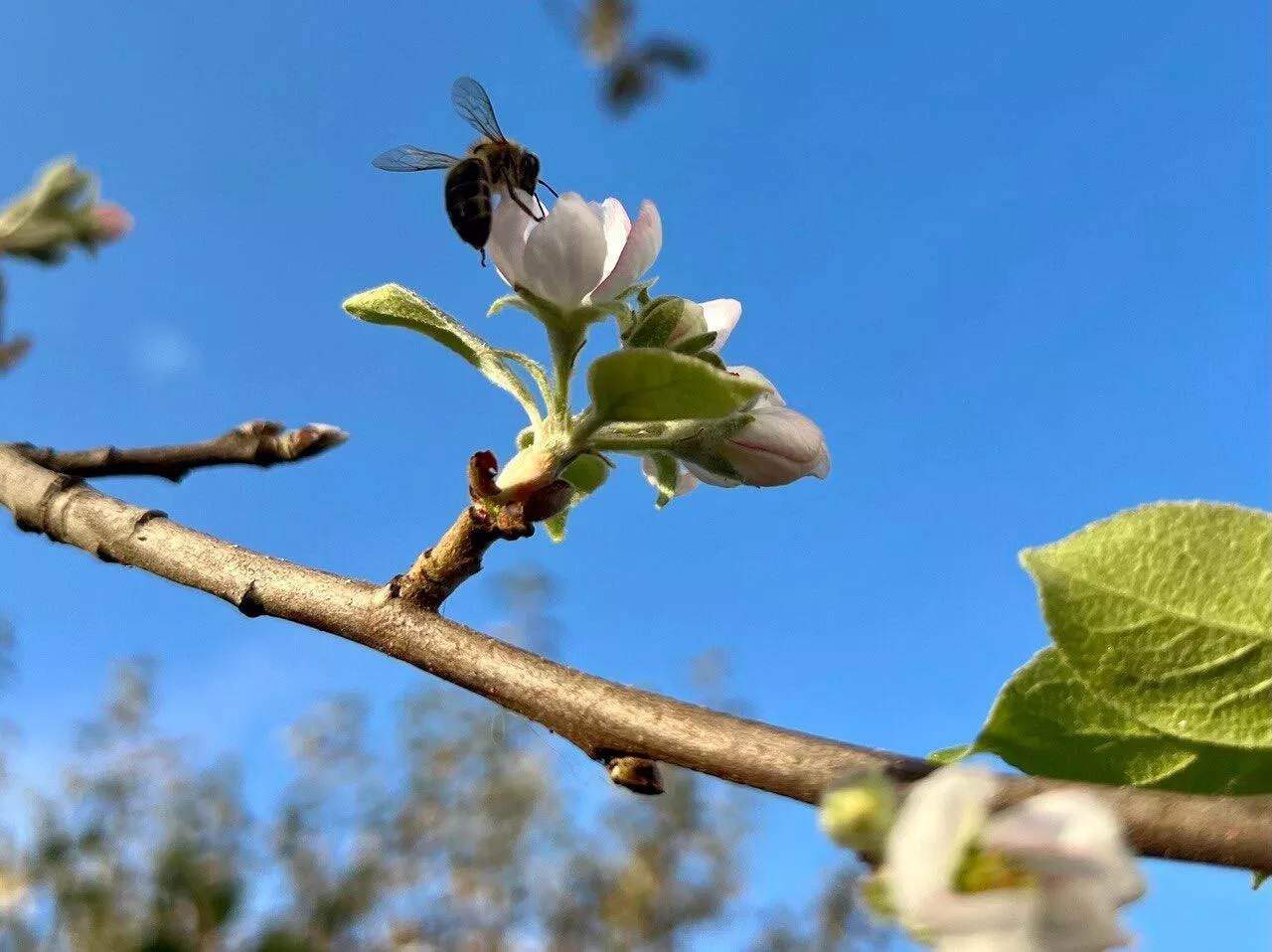 Аномальное лето продолжают осенние сюрпризы природы: в сентябре в Гродно зацвели яблони
