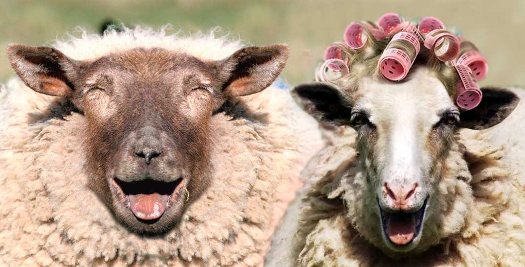 «Прыгали намного выше, чем обычно»: стадо овец совершило набег на теплицу медицинского каннабиса в Греции. «Кудряшки» съели более 100 кг урожая
