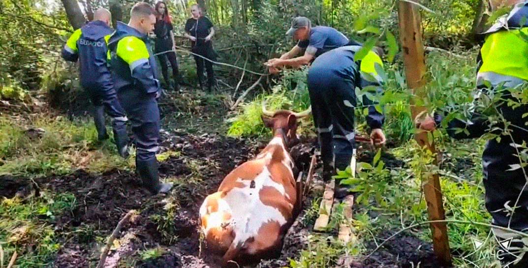 Необычную спасательную операцию провели сотрудники МЧС в Минском районе — они вытащили из болота корову
