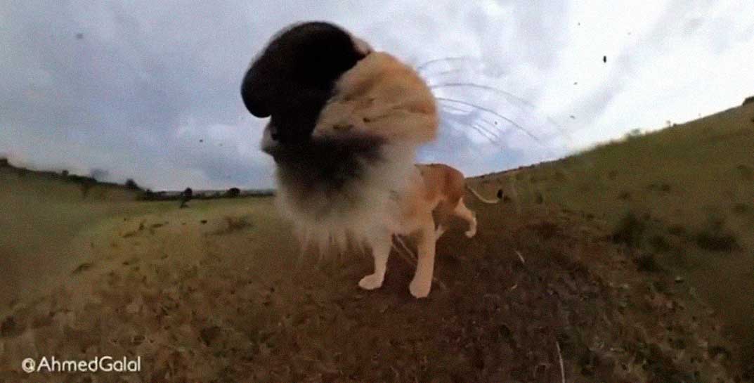 Львица, которой пора регистрироваться в TikTok: в Кении хищница украла камеру у туриста и сняла влог. Посмотрите, как забавно вышло