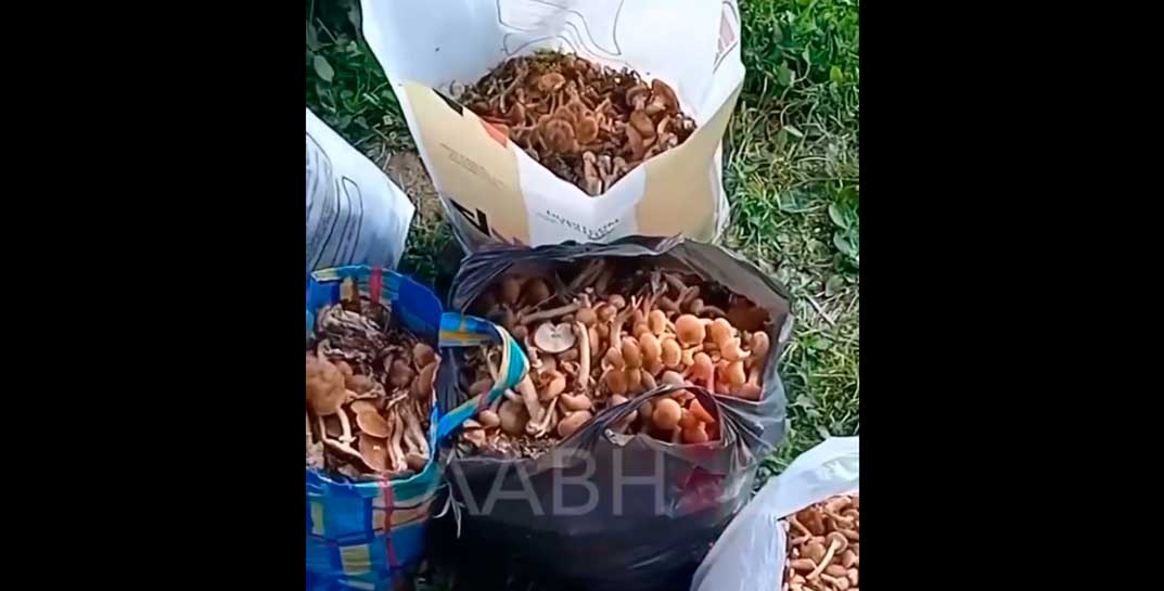 «Устал, как лось, но оно того стоит!» — могилевчанин обобрал весь лес и показал, сколько грибов отправится в зимние закатки. Нет, ну хоть бы оставил кому-нибудь!