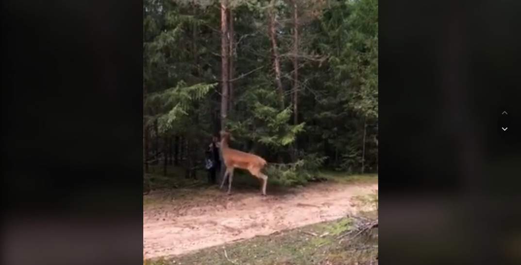 Посмотрите, как в одном белорусском лесу возбужденный олень «клеился» к женщине — ролик уже набрал полтора миллиона просмотров в TikTok