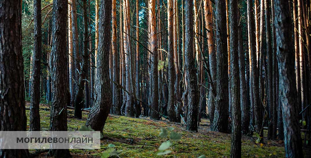 По всей Могилевской области посещение лесов ограничено, а в Кировском, Кличевском и Бобруйском районах — запрещено