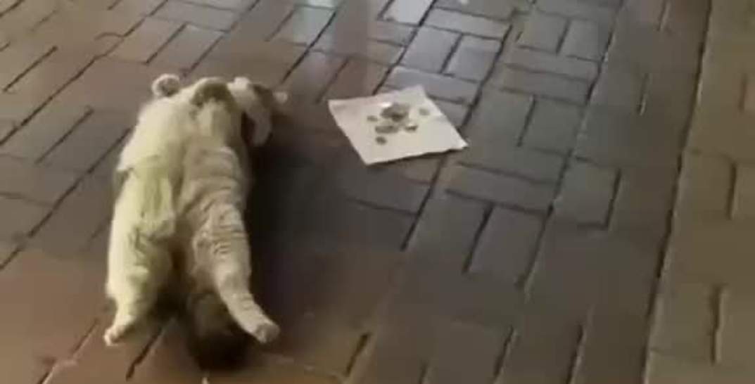 TikTok покорил кот из Турции, который зарабатывает деньги тем, что просто лежит на улице
