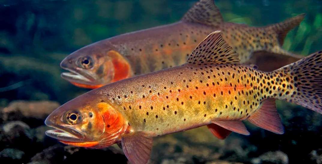 Форель и другие рыбы ценных пород. В Могилевской области построят новые суперсовременные рыбоводные комплексы