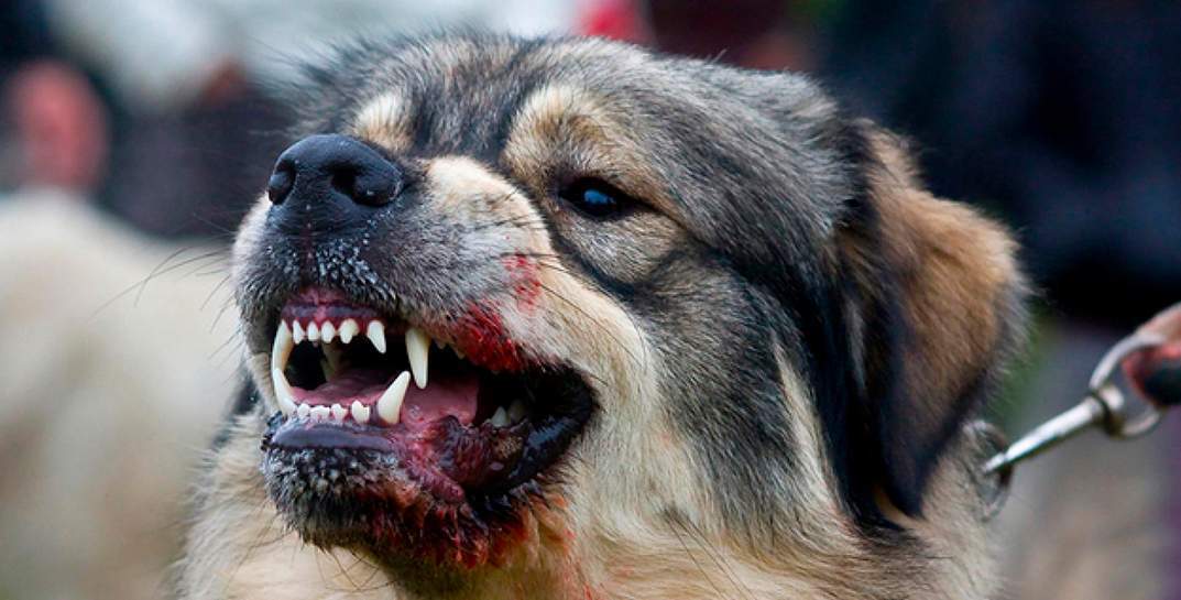 В Могилевском районе 18 человек имели контакт со слюной бешеной собаки, двоих она укусила