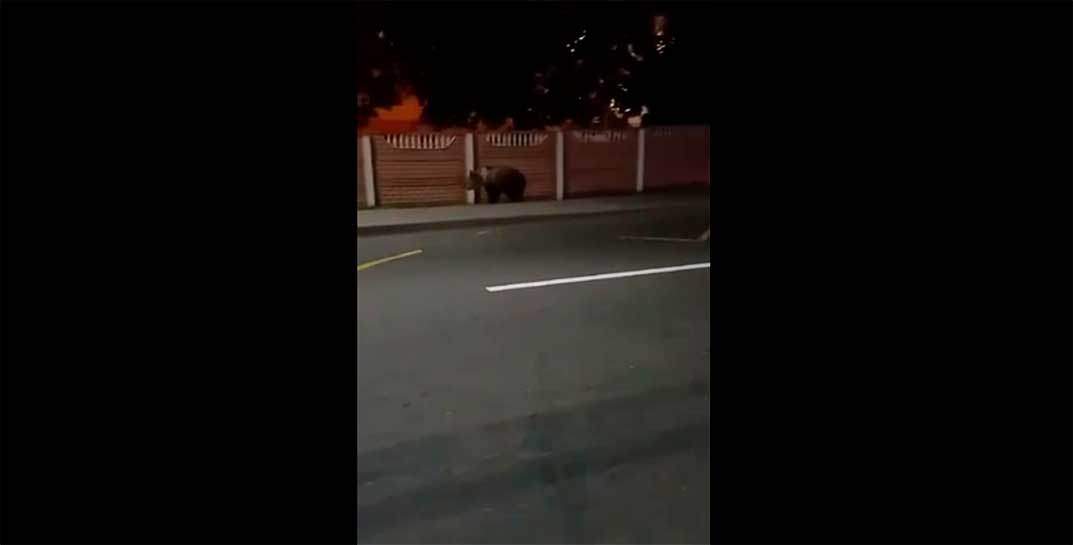 В Колодищах под Минском заметили медведя, гуляющего по тротуару