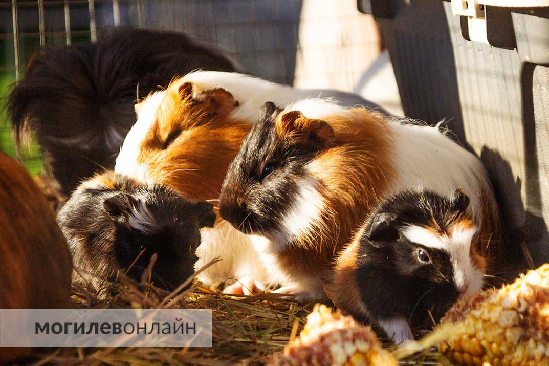 Новости из Могилевского зоосада: рысята подросли, Михась возмужал, а у камерунской козы появились четыре забавных козленка