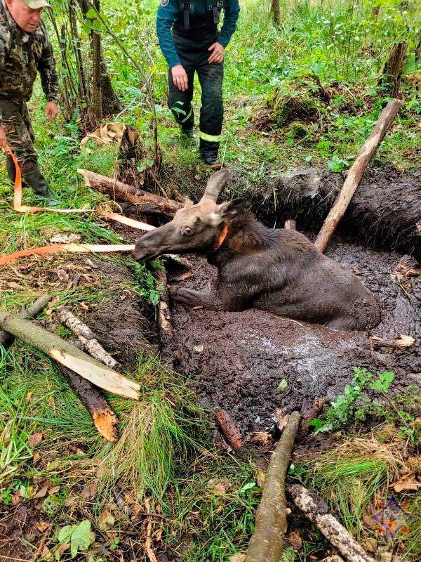 В Браславском районе лосенок провалился в мелиоративный канал: напуганного «малыша» спали и выпустили в лес
