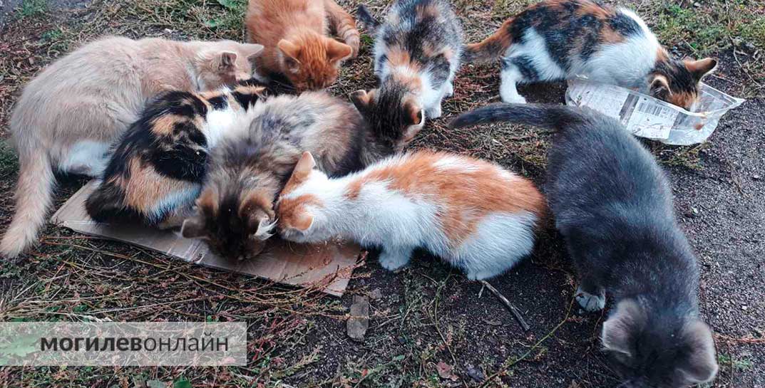 «Совесть есть?»: в деревне Голынец к магазину подбросили 8 котят