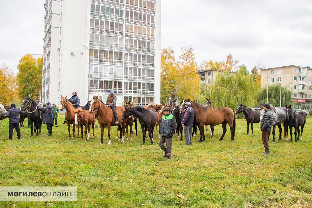 Табун лошадей в Могилеве