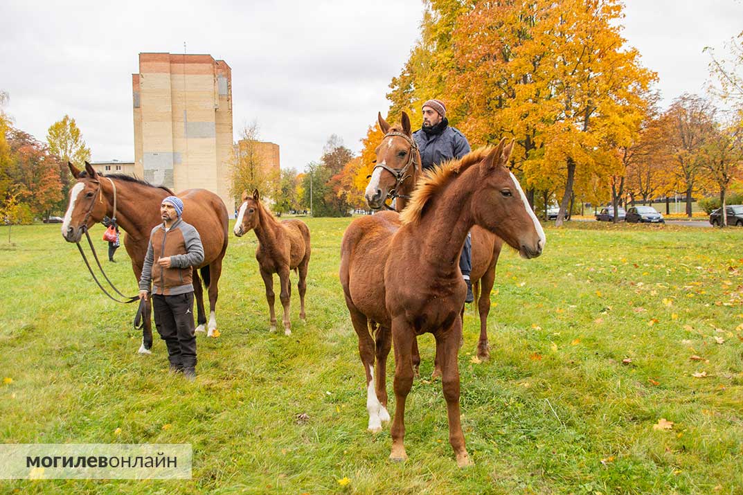 Табун лошадей в Могилеве