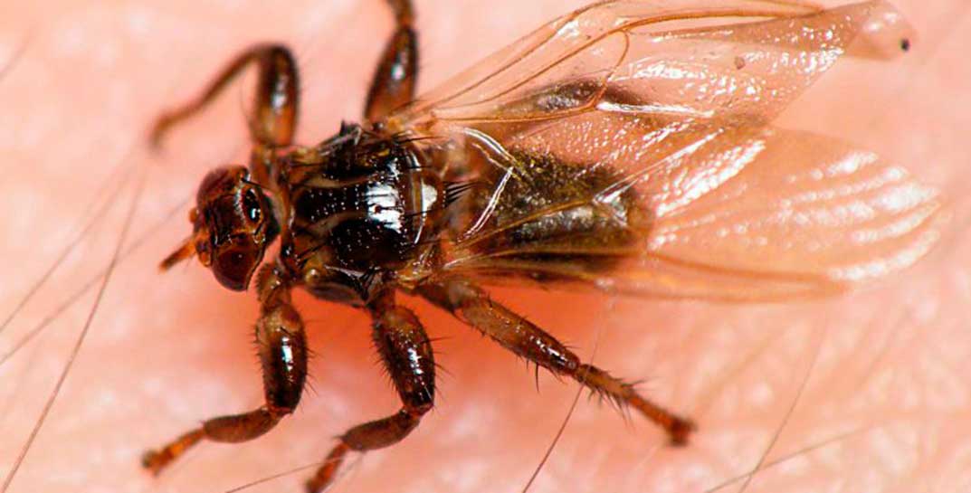 Неприятно познакомиться — лосиная вошь. Где осенью можно наткнуться на паразита?