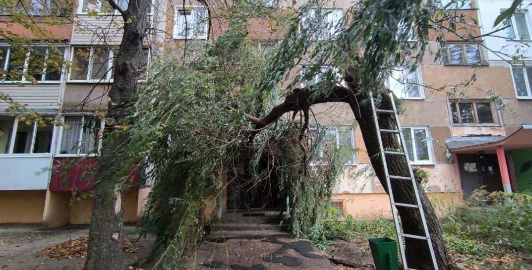 Поваленные деревья и поврежденные автомобили: последствия сильного ветра в Могилевской области