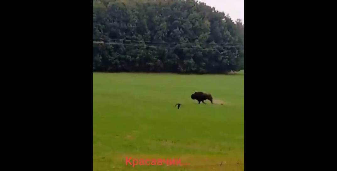 В Шкловском районе заметили резвящегося на поле… зубра