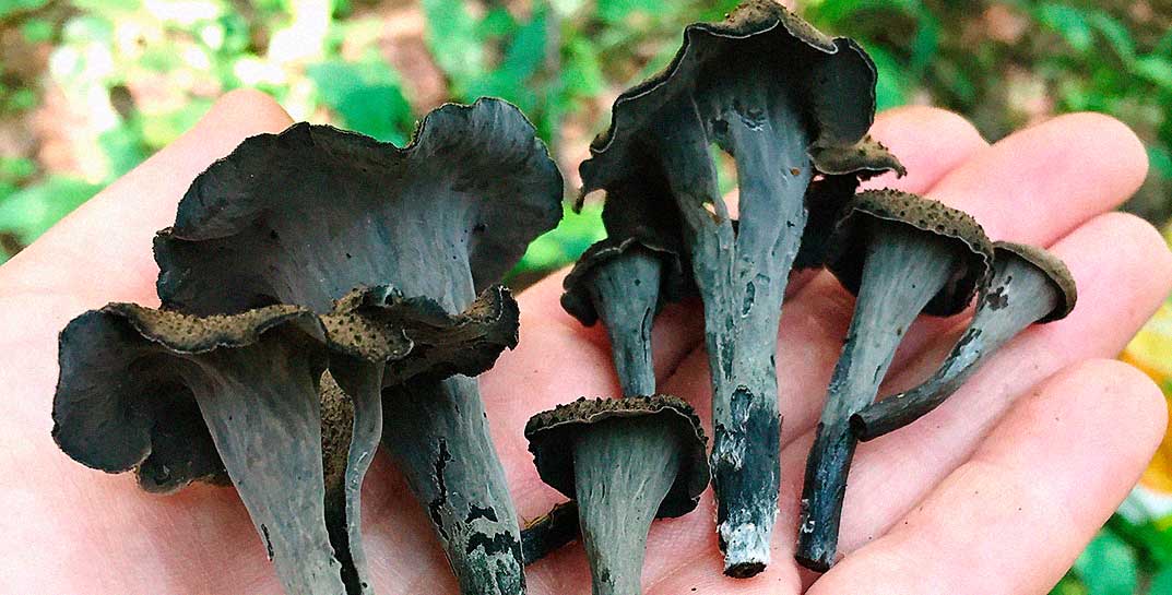 Видели когда-нибудь черные лисички? Редкие для Беларуси грибы нашли в Браславском районе