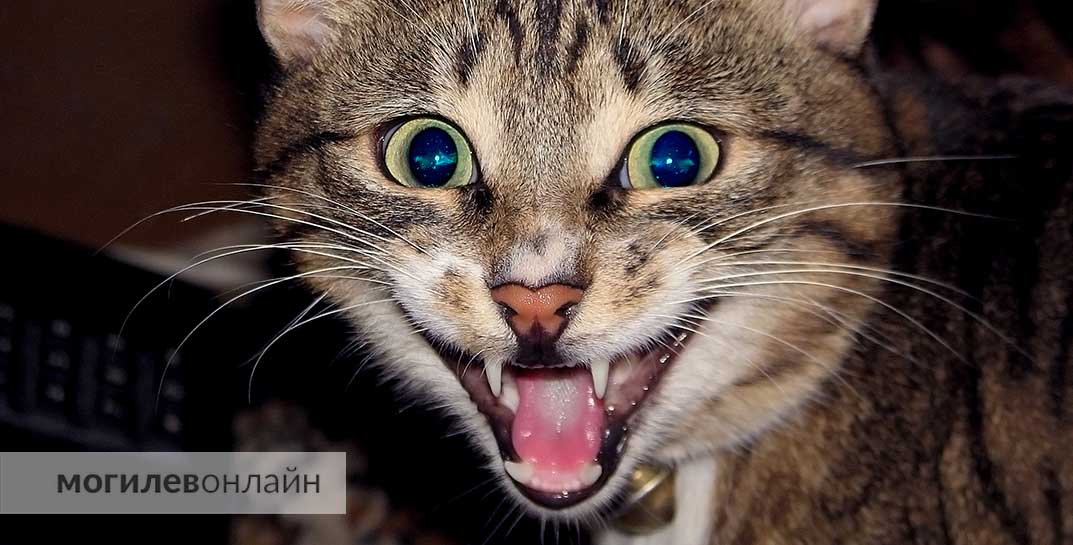 Ученые выяснили, почему кошки реагируют на «кис-кис»