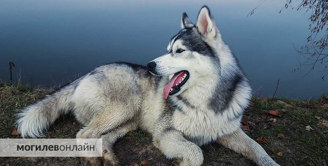 Кинолог назвала три породы собак, которых не стоит заводить семьям с детьми