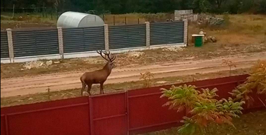 Посмотрите, какой роскошный олень гуляет по деревне на Гомельщине