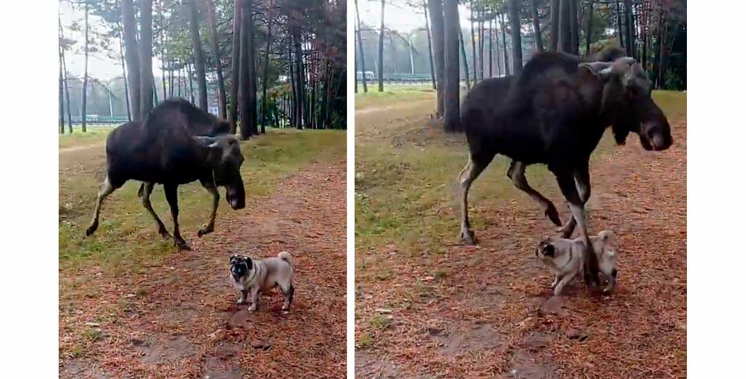 Минчанка выгуливала собаку и встретила лося. Женщина цела, а вот мопс получил копытом