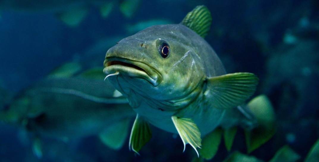 В Шкловском районе продавали вяленые палочки трески, в которых не обнаружили ДНК этой рыбы