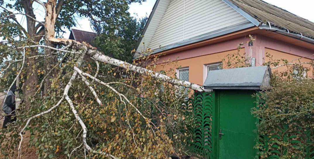 В Могилевской области за выходные ветер повалил 66 деревьев и повредил кровли 17 зданий