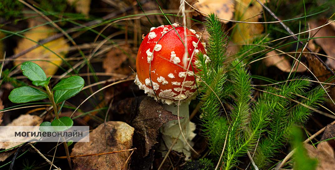 В Могилевской области с начала года было зарегистрировано 14 случаев отравления грибами